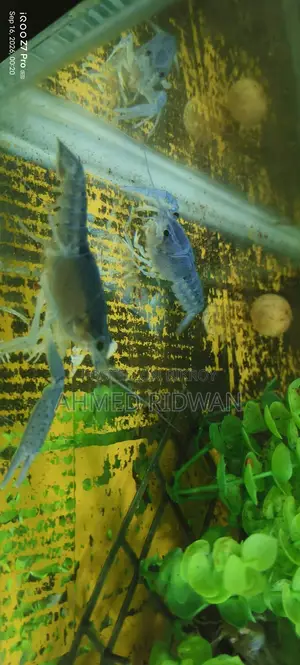 Lobster Fish for Sale