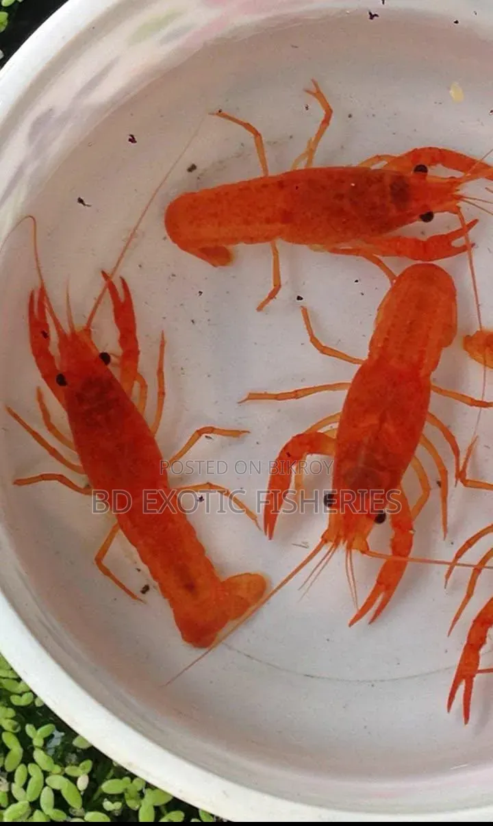 Young Lobsters