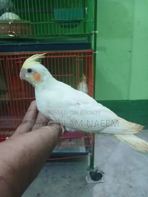 Lutino Cockatiel Baby