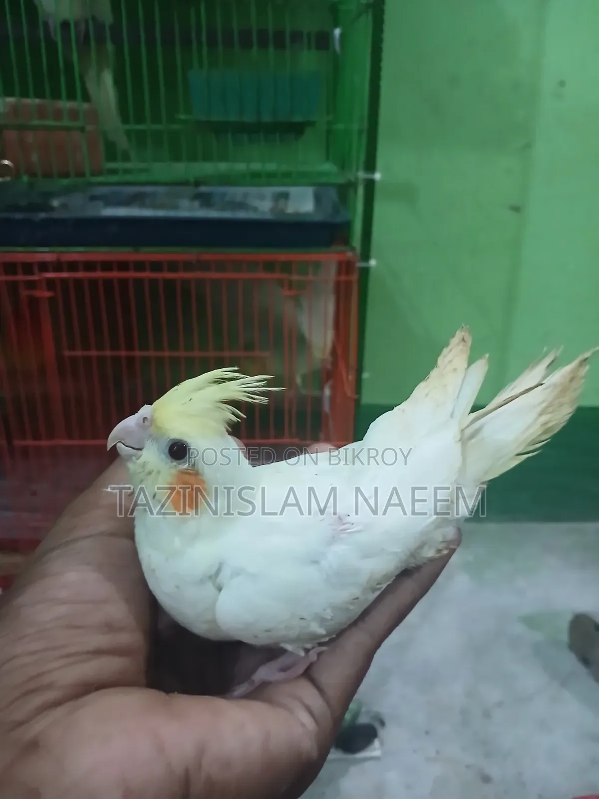 Lutino Cockatiel Baby