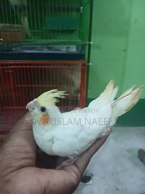 Lutino Cockatiel Baby