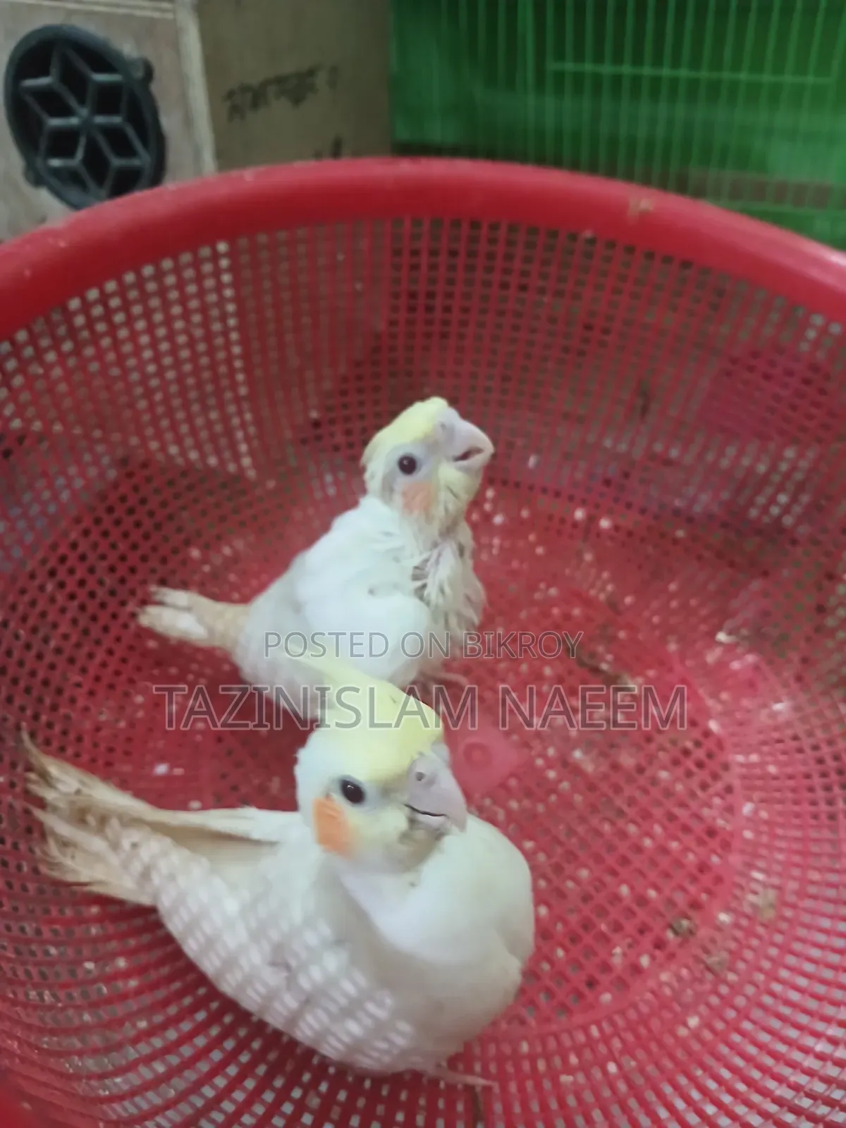 Lutino Cockatiel Baby