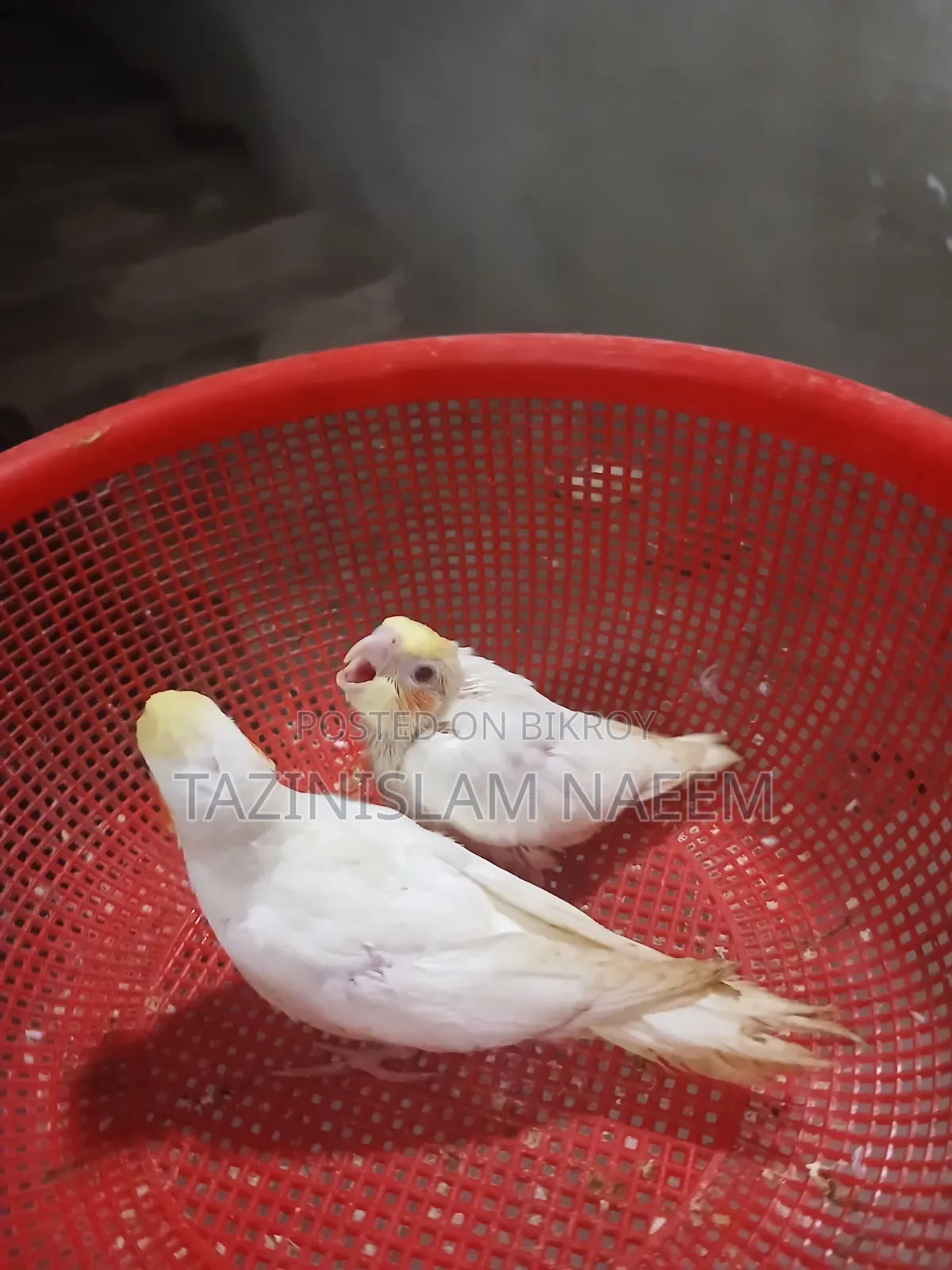 Lutino Cockatiel Baby