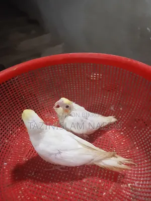 Lutino Cockatiel Baby