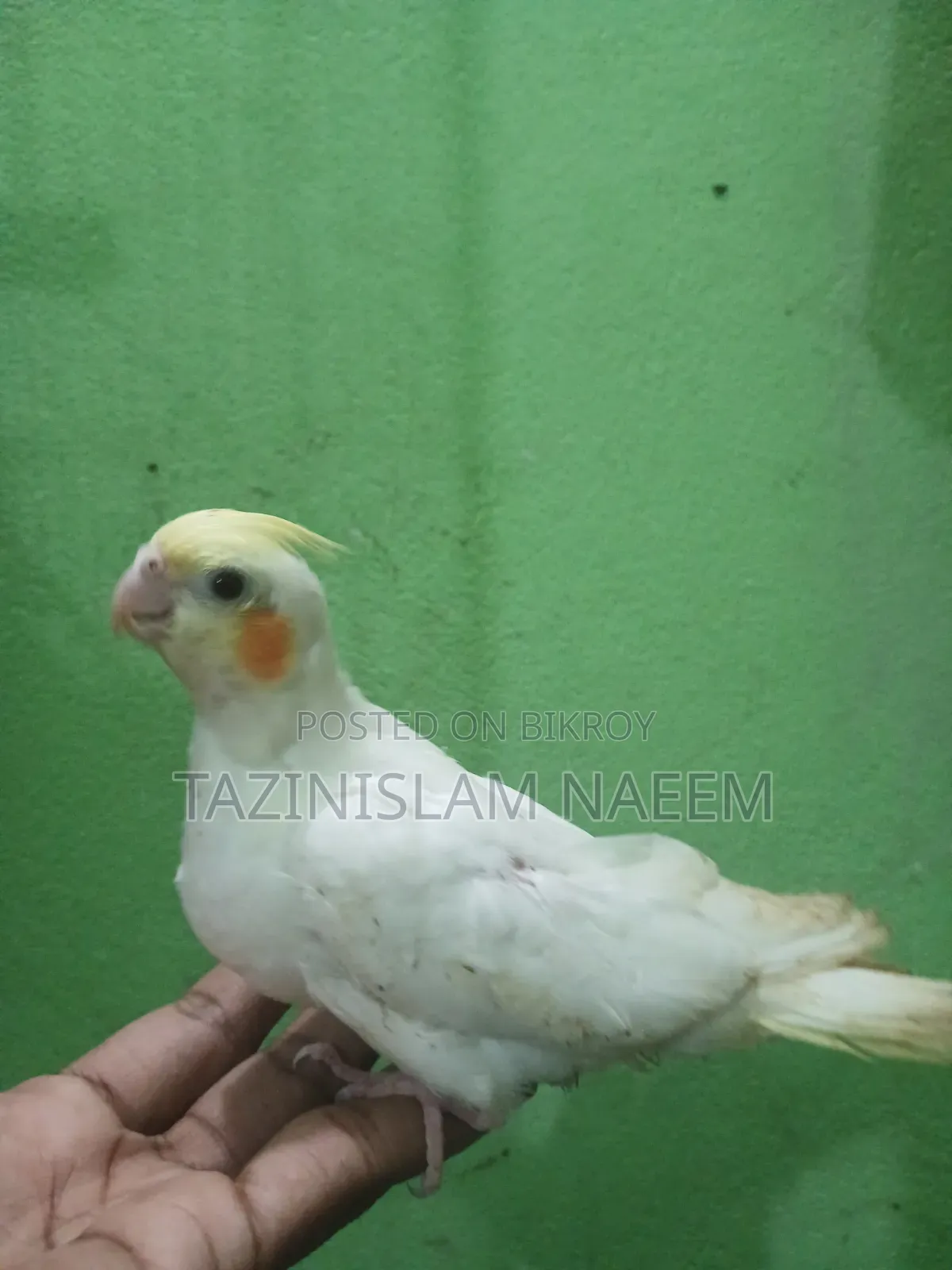 Lutino Cockatiel Baby