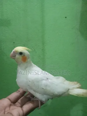 Lutino Cockatiel Baby