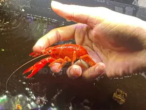 Baby Lobster
