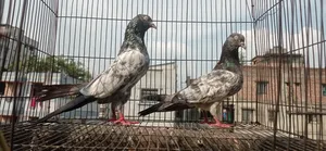 Indian Saharanpuri