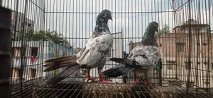 Indian Saharanpuri
