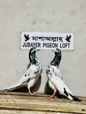 টেডি ১২৮ পায়রা