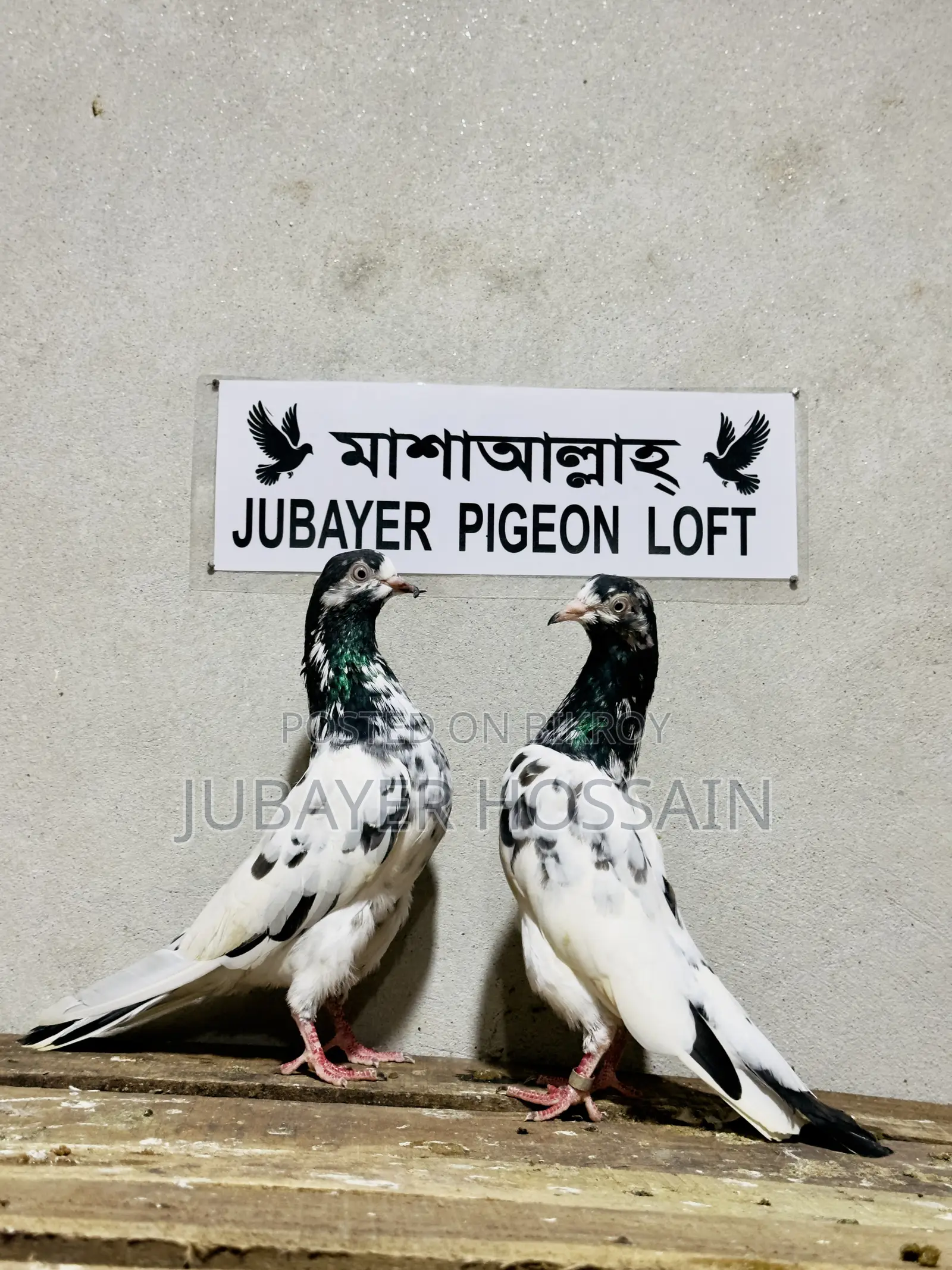 টেডি ১২৮ পায়রা