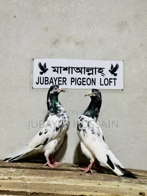 টেডি ১২৮ পায়রা