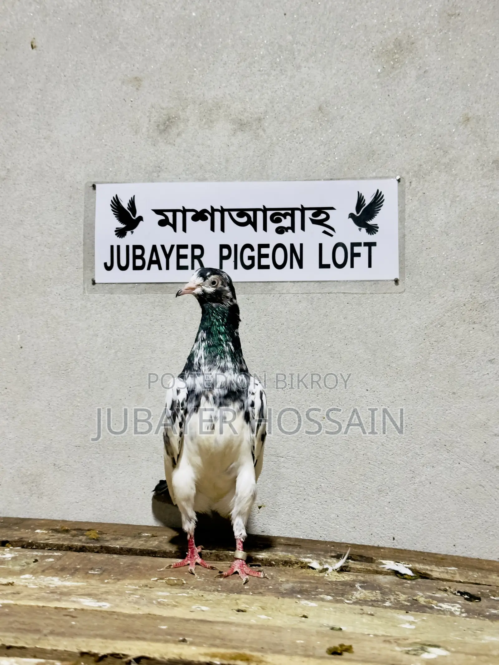 টেডি ১২৮ পায়রা