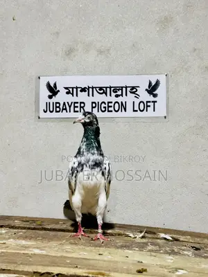 টেডি ১২৮ পায়রা