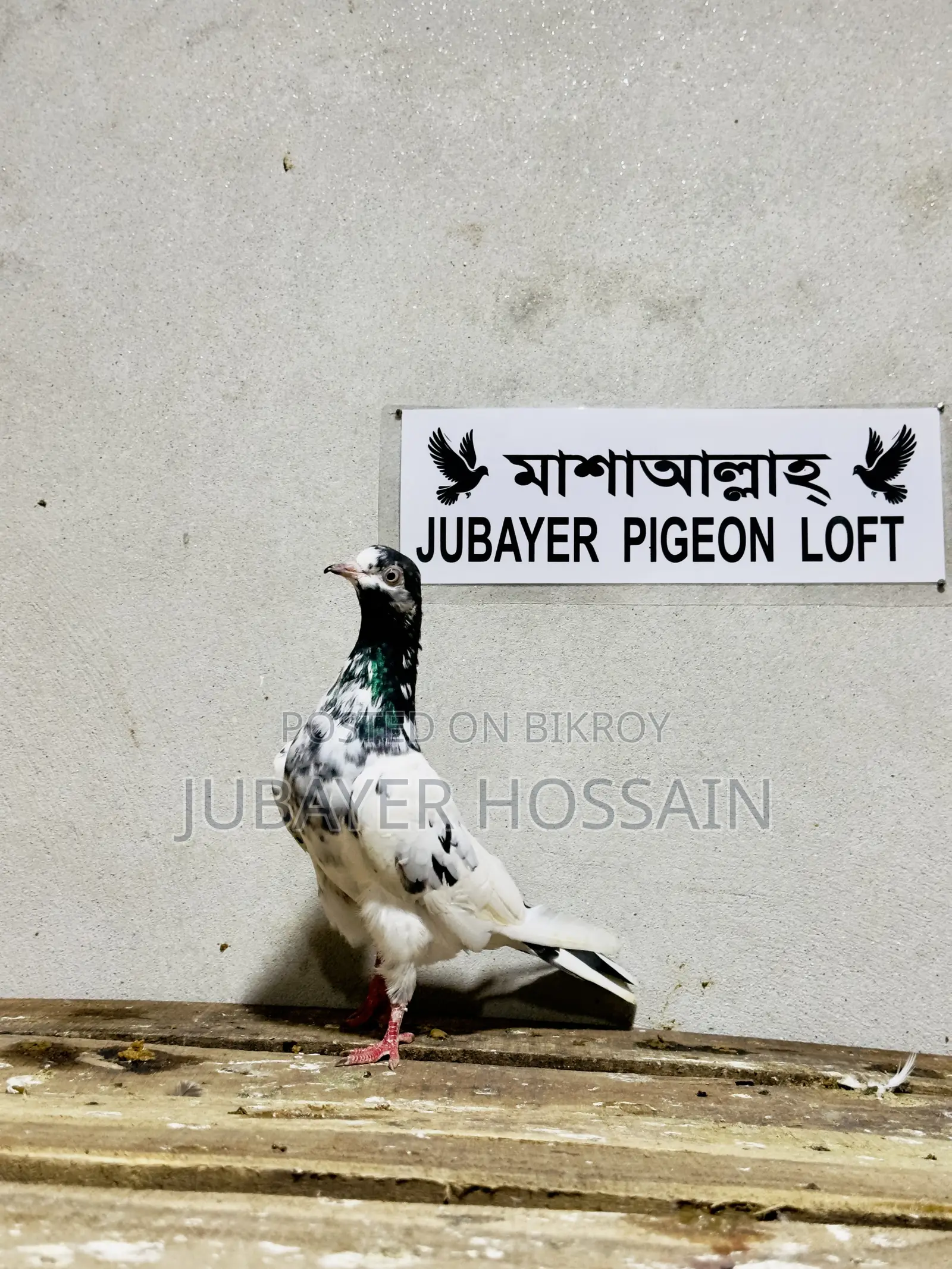 টেডি ১২৮ পায়রা