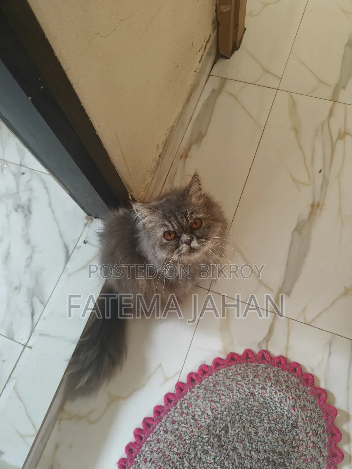 1-3 months Female Purebred Persian