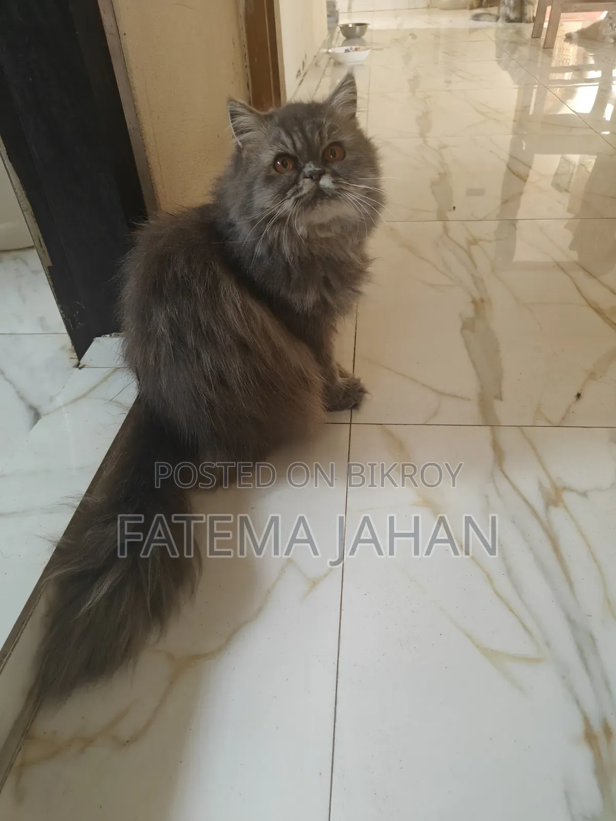 1-3 months Female Purebred Persian
