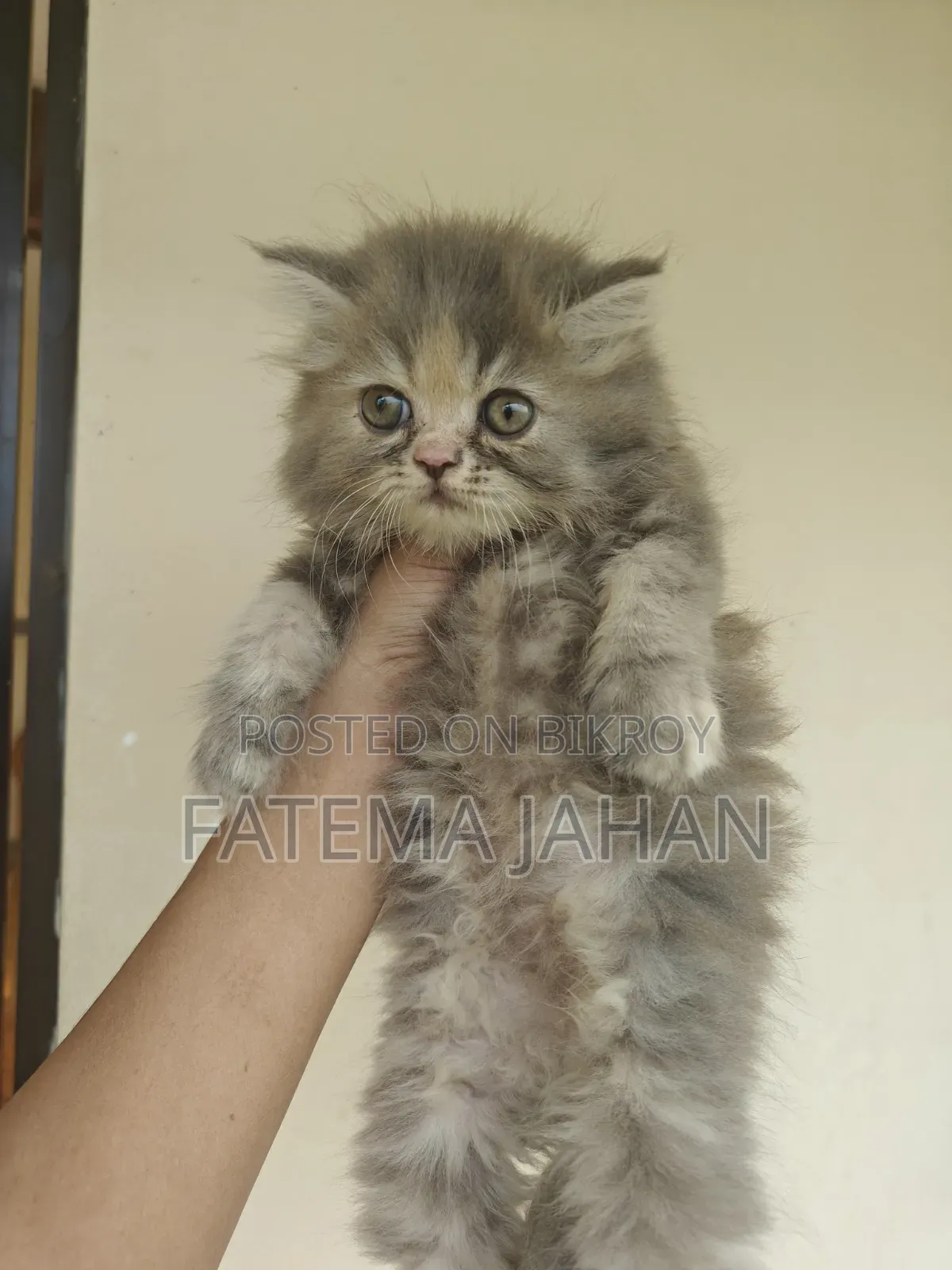 1-3 months Female Purebred Persian