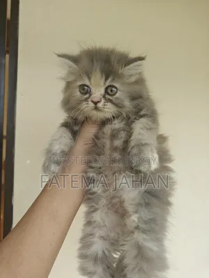1-3 months Female Purebred Persian
