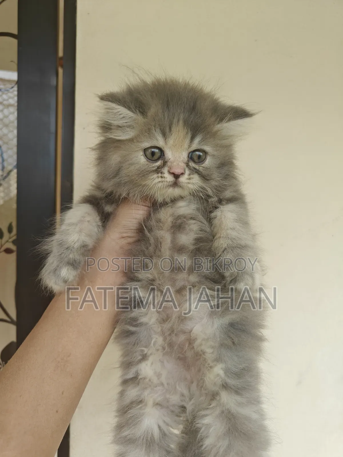 1-3 months Female Purebred Persian