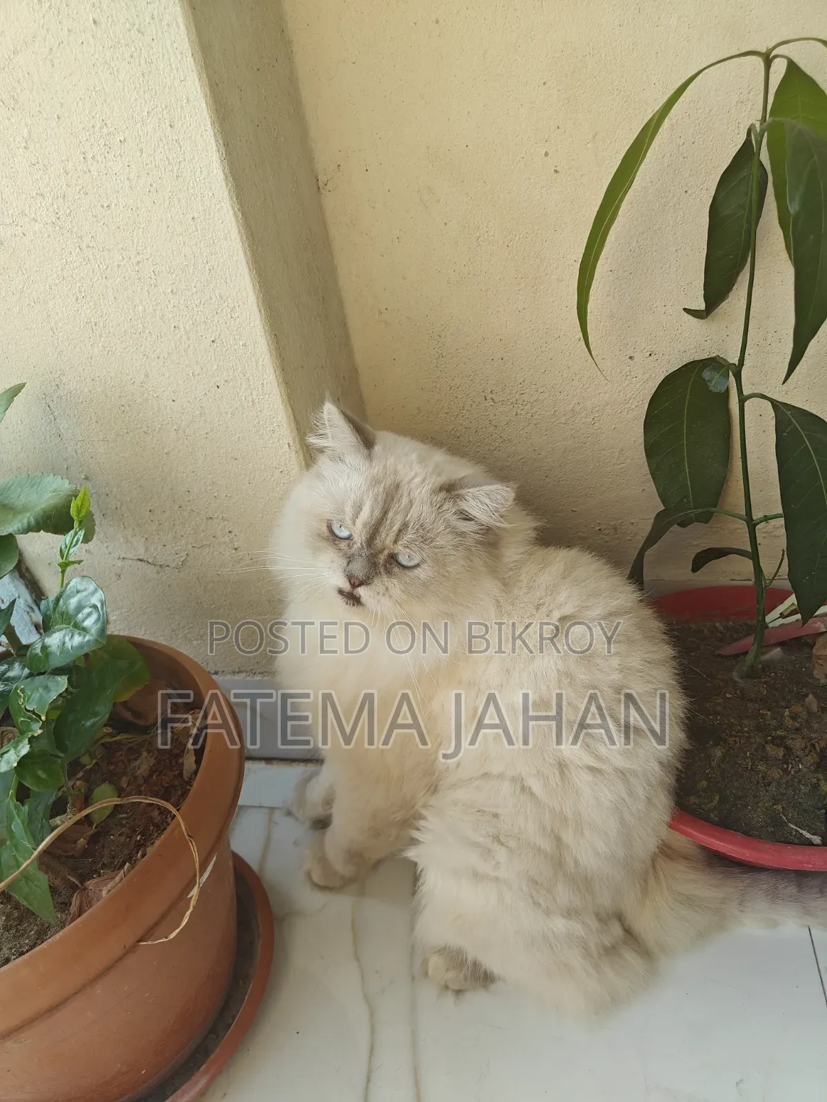 1-3 months Female Purebred Persian