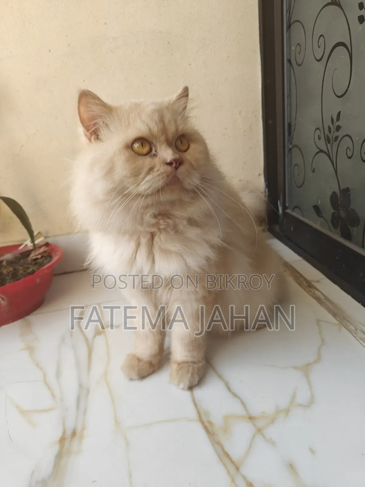 1-3 months Female Purebred Persian