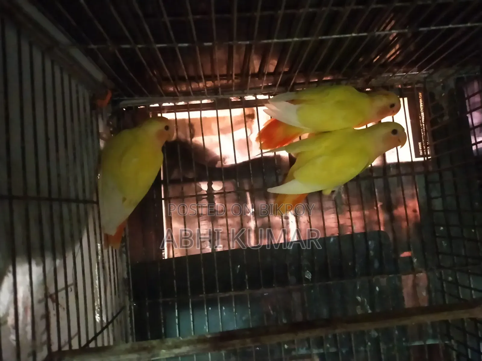 লাভ বার্ড পাখি