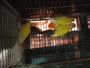 Love Bird Bird