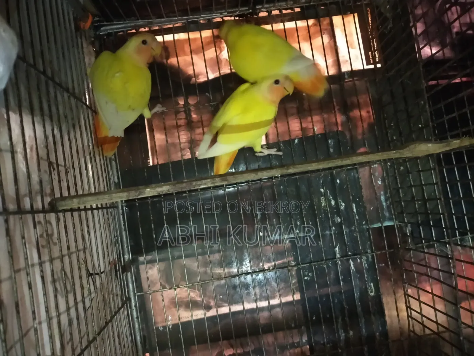 লাভ বার্ড পাখি