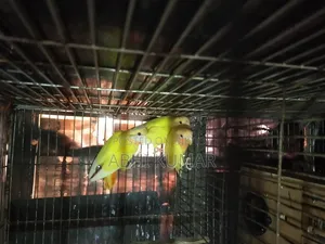 লাভ বার্ড পাখি