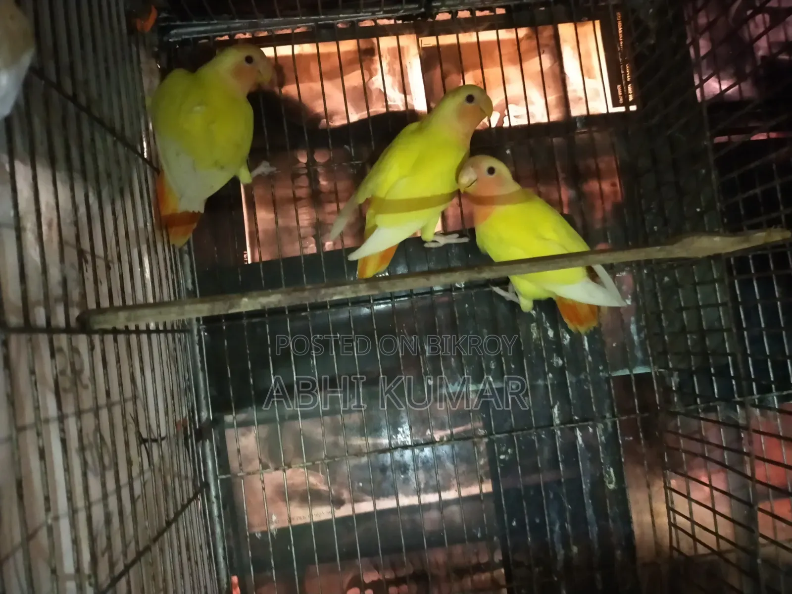 লাভ বার্ড পাখি