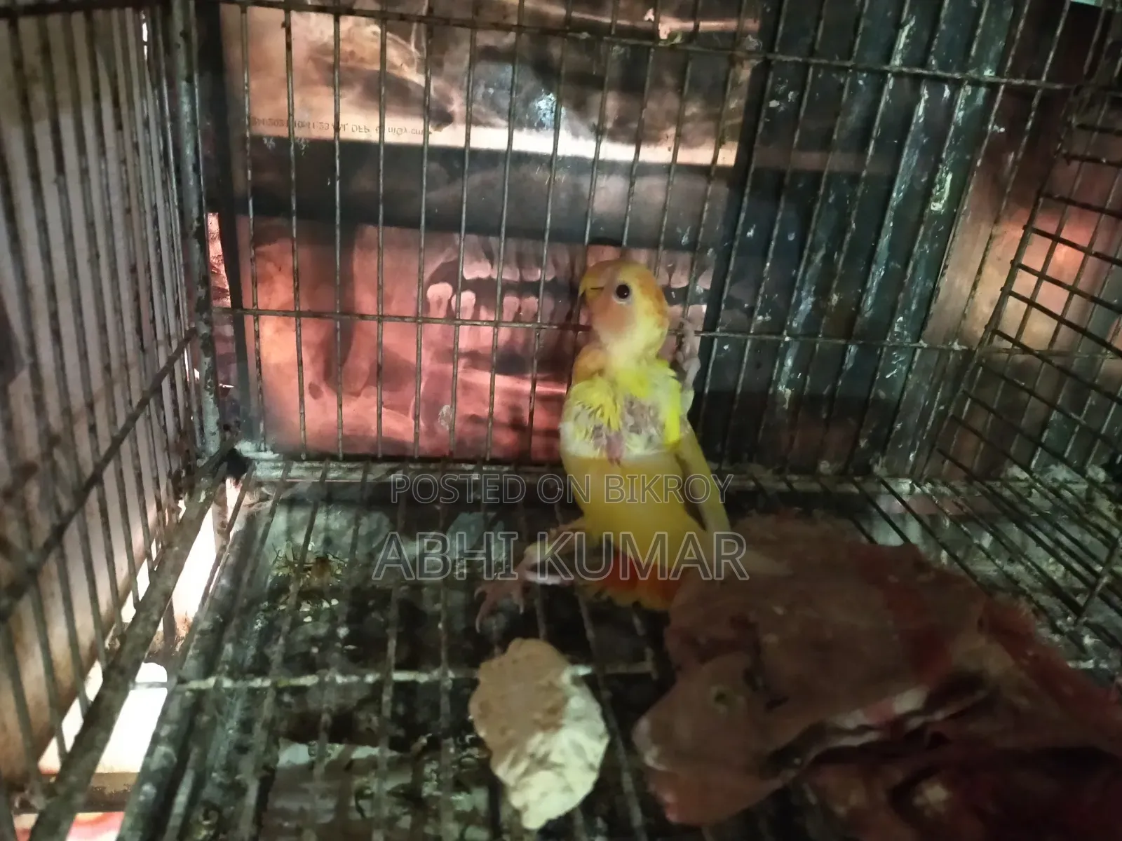 লাভ বার্ড পাখি