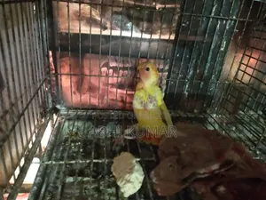 লাভ বার্ড পাখি