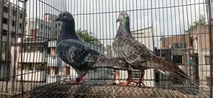 Pair of Racing Pigeons