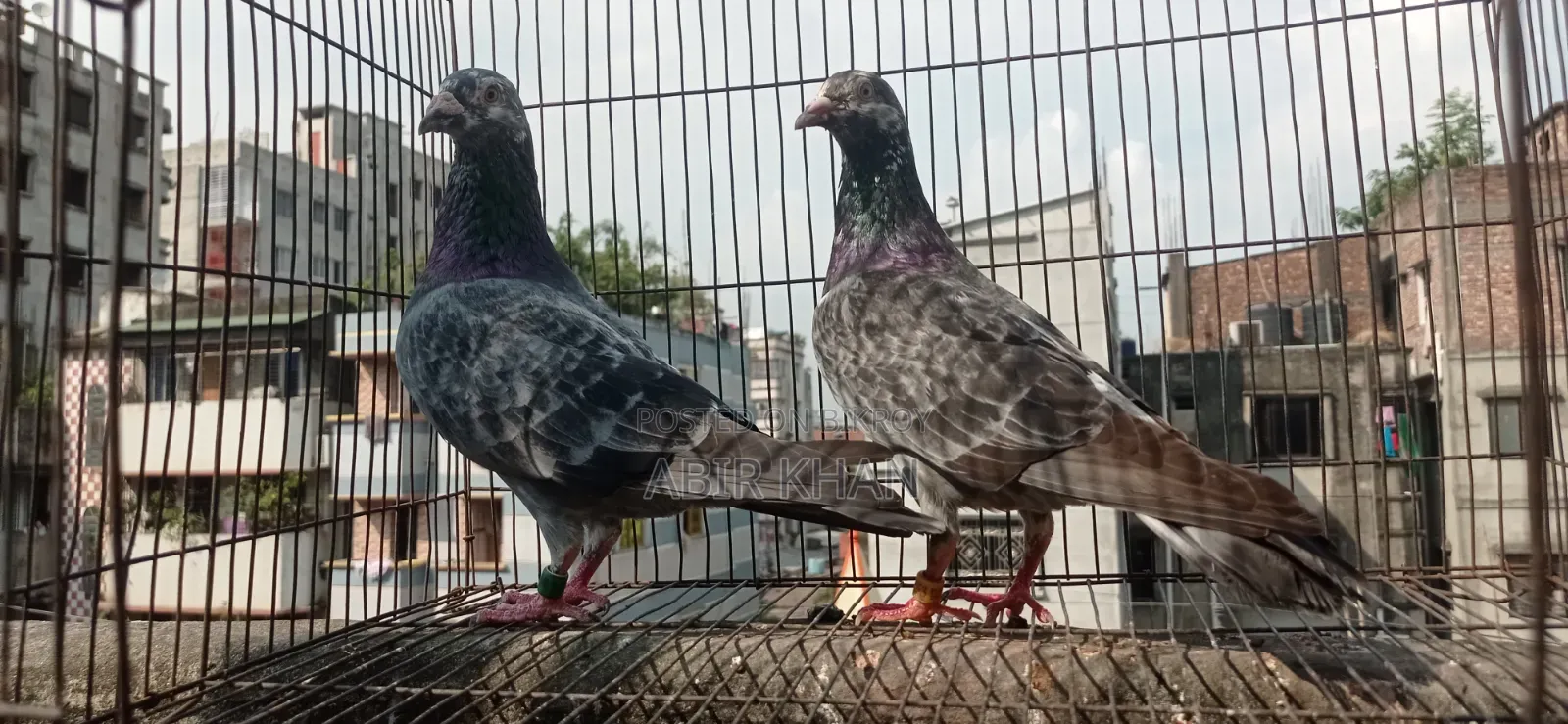 রেছার গ্রিজের জোরা