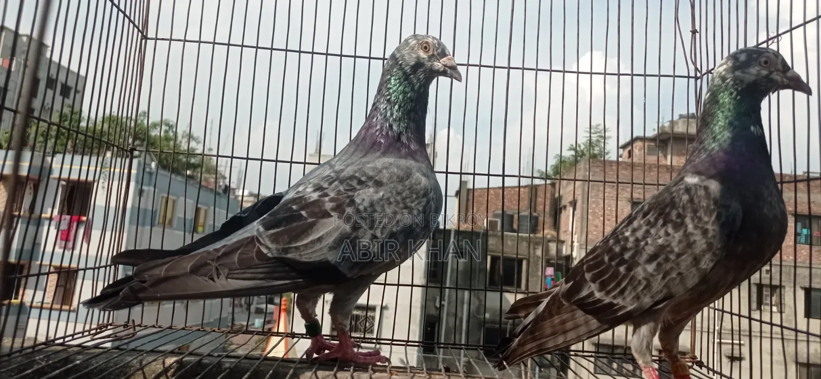 রেছার গ্রিজের জোরা
