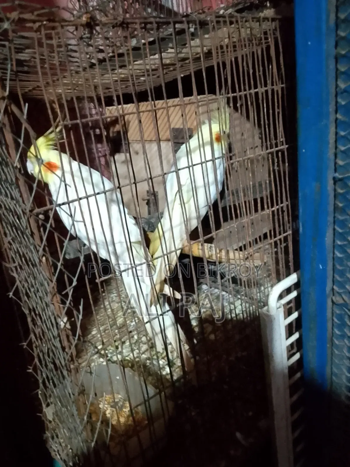 Master Pair Red Eye Last Price