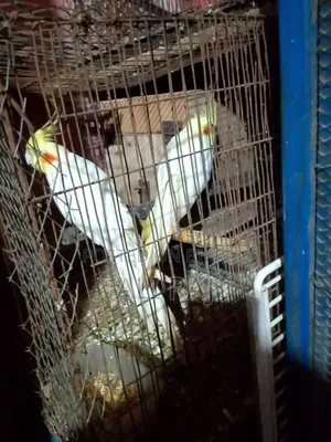 Master Pair Red Eye Last Price