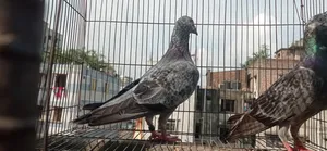 রেছার গ্রিজের জোরা