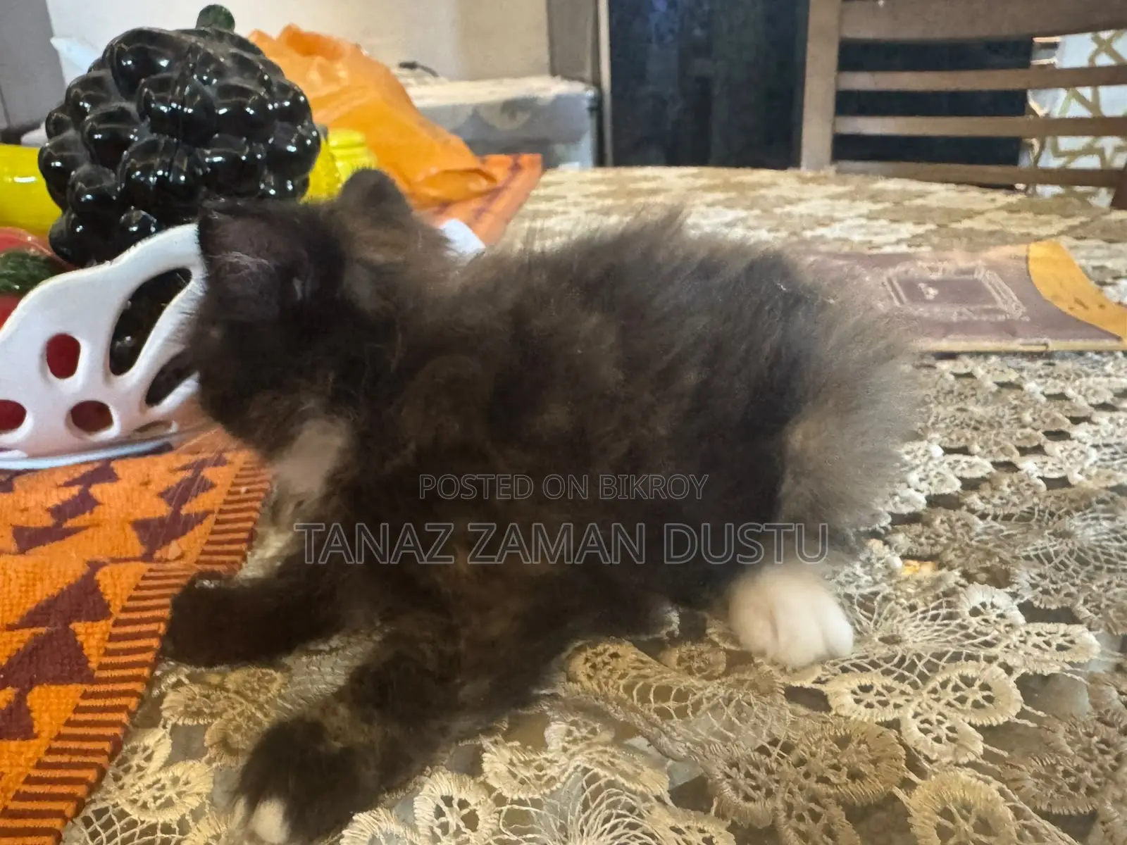 1-3 months Female Purebred Persian