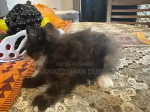 1-3 months Female Purebred Persian
