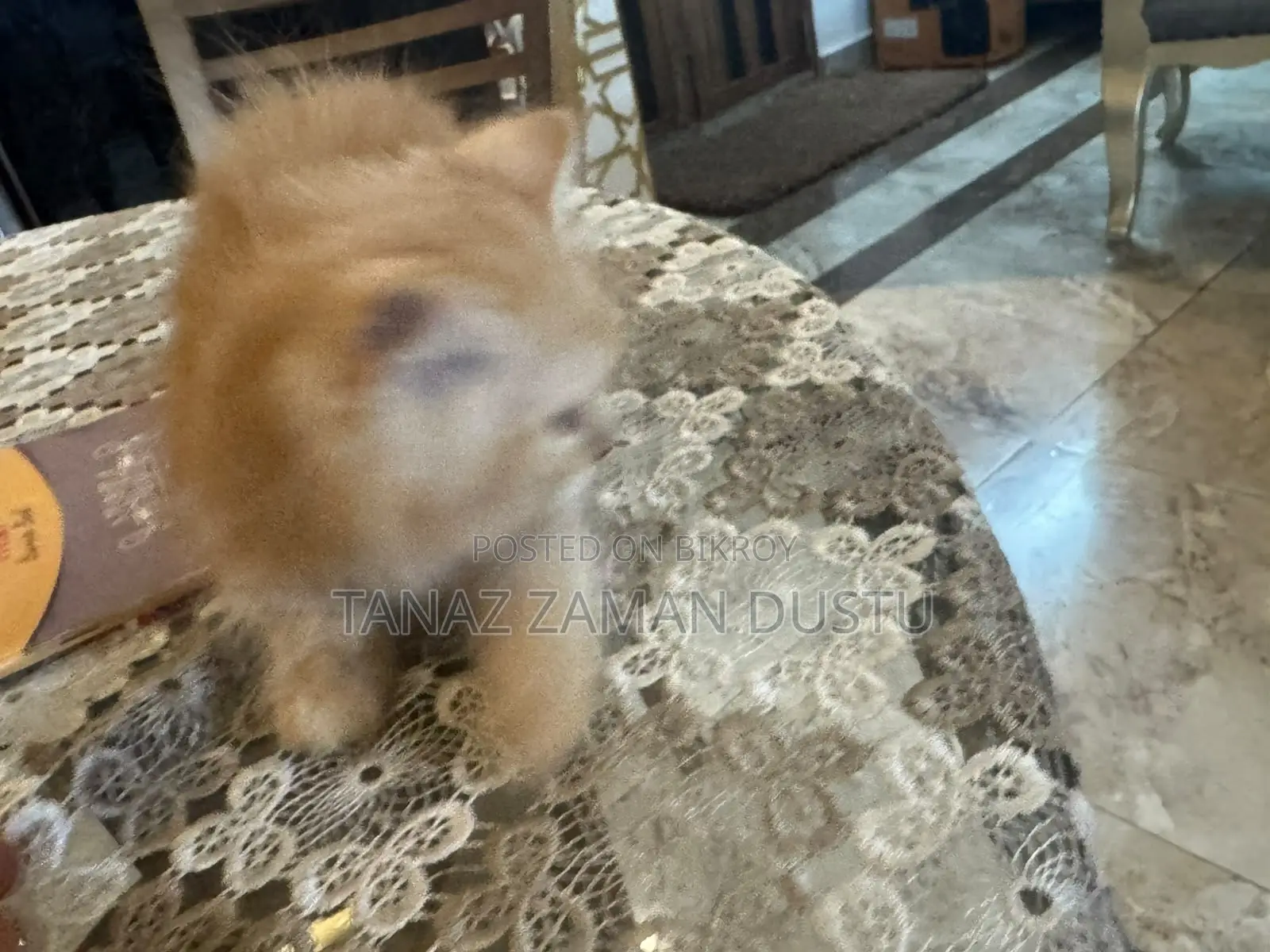 1-3 months Female Purebred Persian