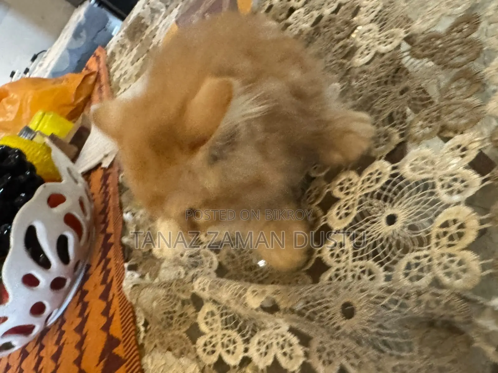 1-3 months Female Purebred Persian
