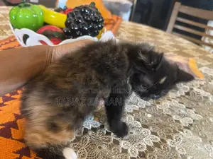 1-3 months Female Purebred Persian