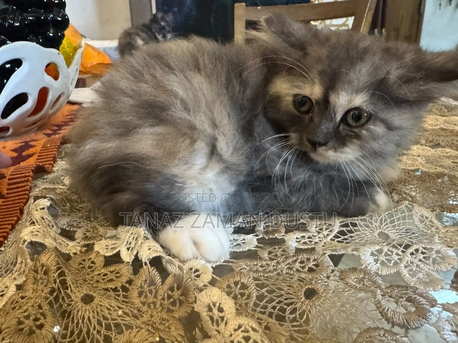 1-3 months Female Purebred Persian