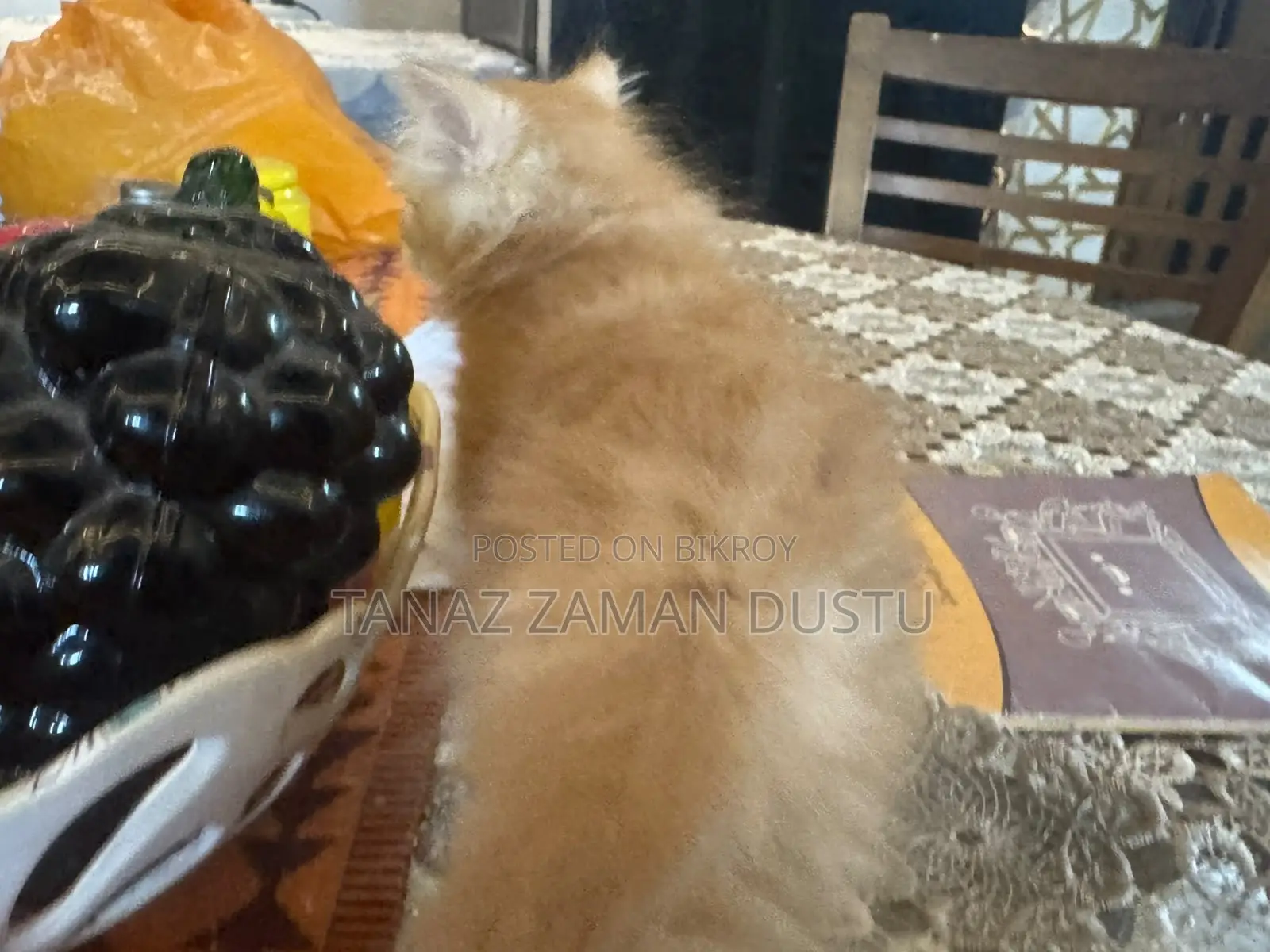 1-3 months Female Purebred Persian