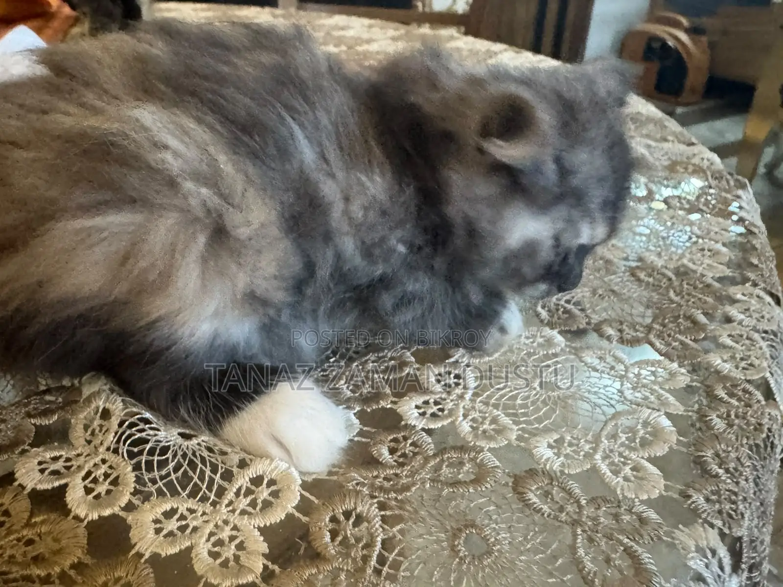 1-3 months Female Purebred Persian
