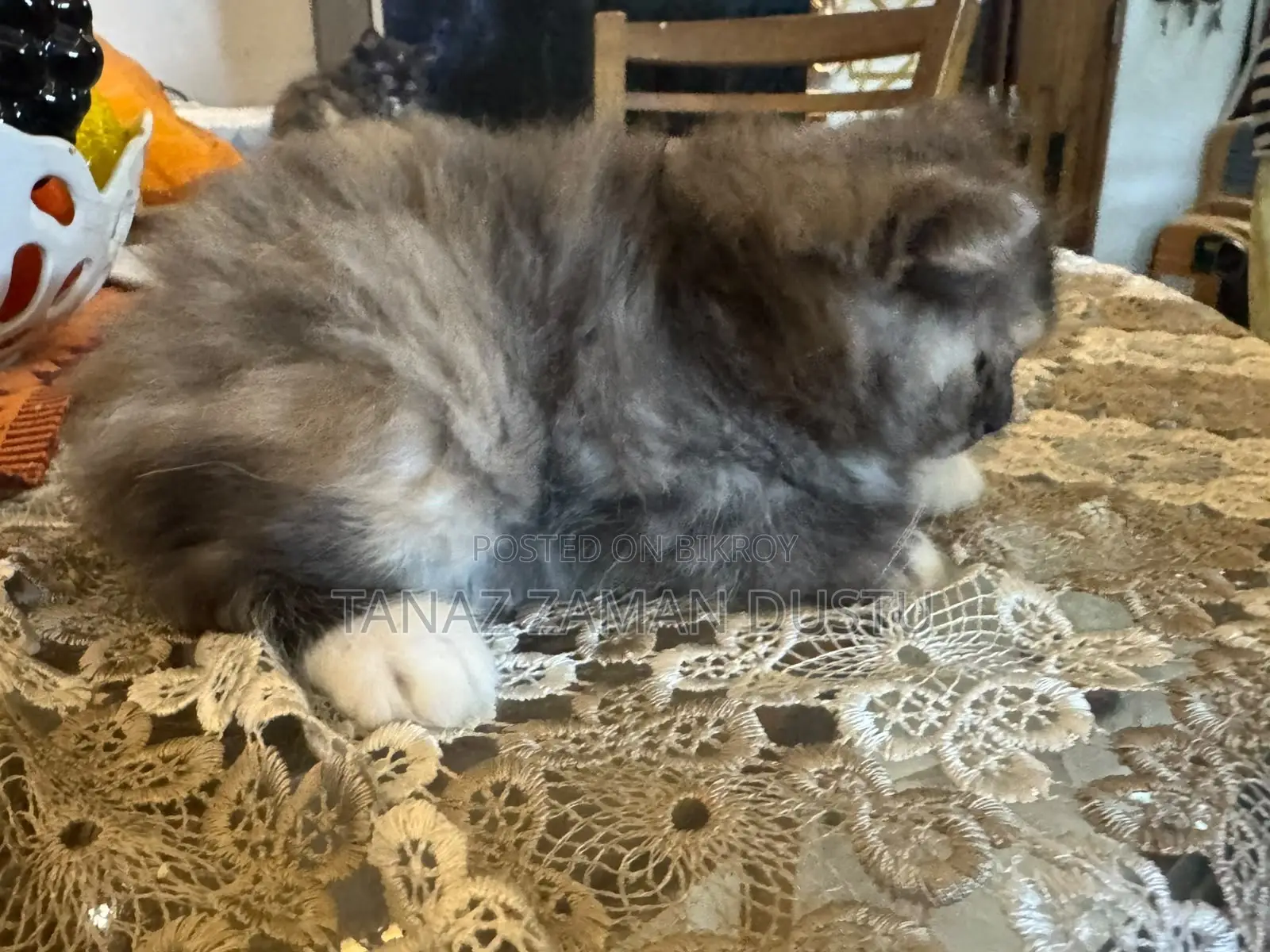 1-3 months Female Purebred Persian