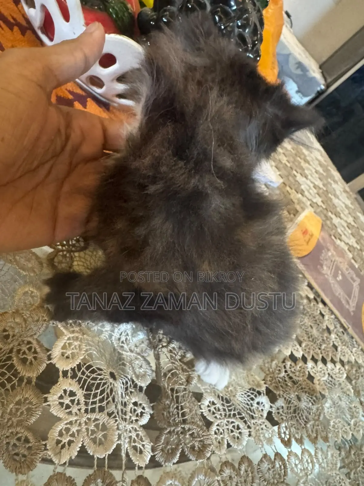 1-3 months Female Purebred Persian