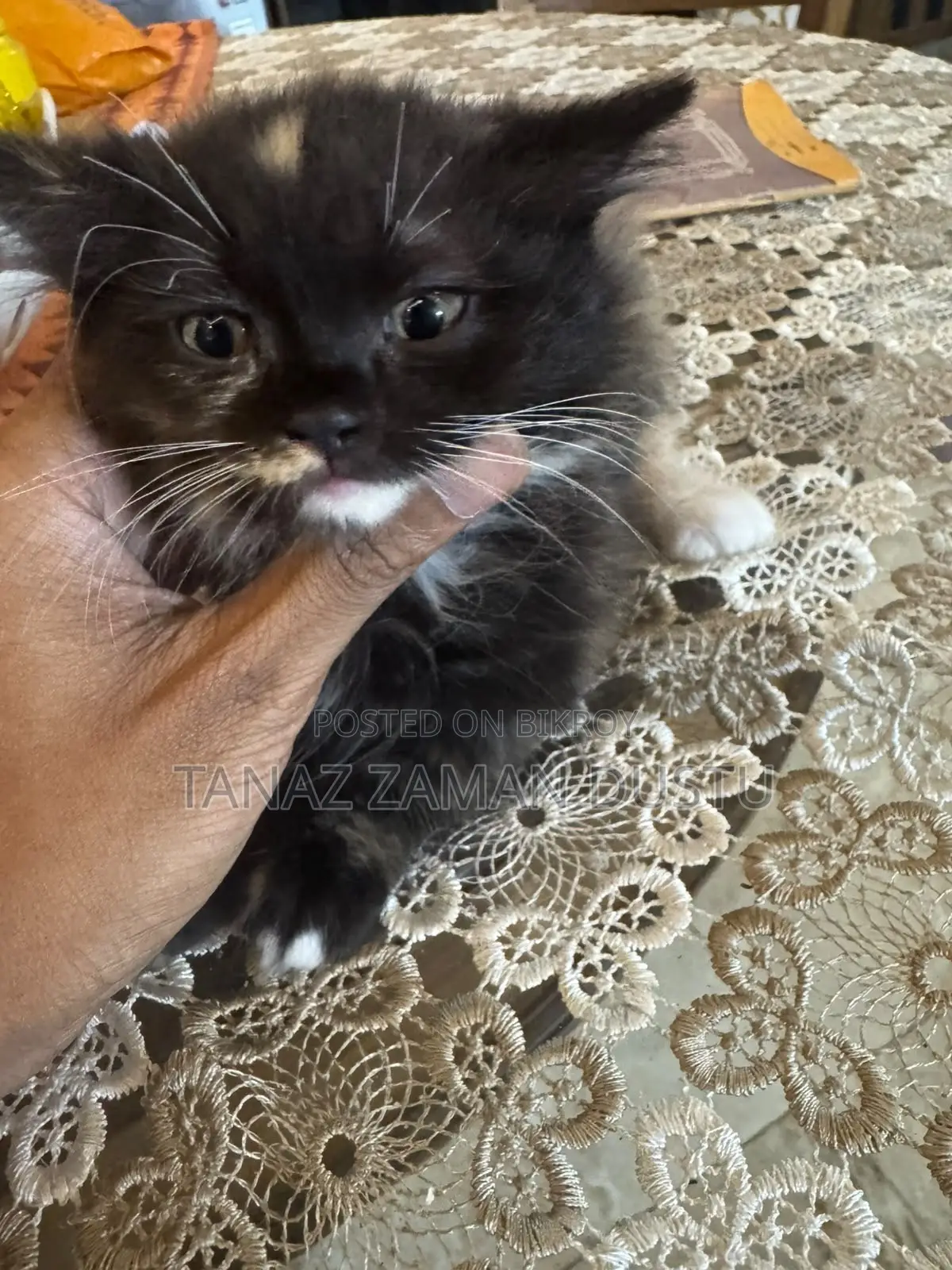 1-3 months Female Purebred Persian